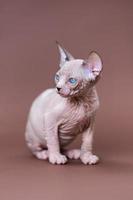 schattig zeven weken oud Canadees sphynx kat met blauw ogen zittend Aan bruin achtergrond en op zoek weg foto