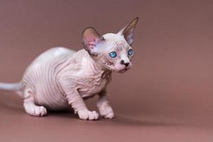 schattig zeven weken oud Canadees sphynx kat met blauw ogen Aan bruin achtergrond foto