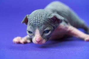 bicolor twee weken oud mannetje kat van sphynx ras leert naar kruipen. studio schot Aan blauw achtergrond foto