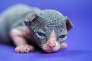 sphynx haarloos kat van blauw en wit twee weken oud aan het liegen Aan blauw achtergrond en op zoek Bij camera foto