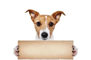 hond portret houden karton Aan wit achtergrond foto