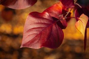 mooi syringa blad in herfst. detailopname visie van kastanjebruin blad van lila struik. laat vallen seizoen concept en idee. laag sleutel macro schot, zacht en selectief focus Aan voorgrond, gouden uur. foto