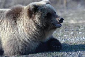 jong wild kamchatka bruin beer leugens Aan stenen en op zoek in de omgeving van foto