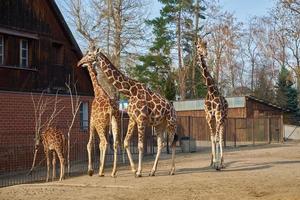 giraffe familie in wrocaw dierentuin foto