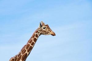 giraffe hoofd tegen blauw lucht foto