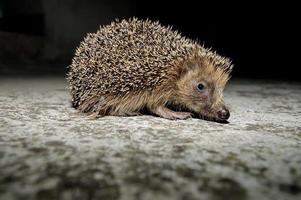 klein schattig egel foto