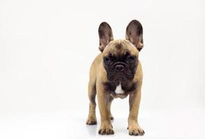 schattig huisdier Frans bulldog puppy tegen een wit achtergrond foto