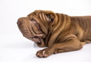 shar pei hond puppy aan het liegen naar beneden tegen wit achtergrond foto