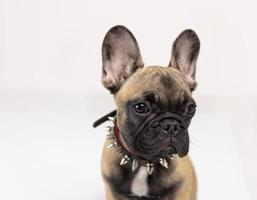 schattig huisdier Frans bulldog puppy tegen een wit achtergrond foto