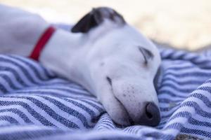 een schattig whippet hond foto