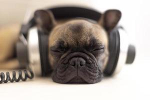 schattig huisdier Frans bulldog puppy vervelend hoofdtelefoons foto