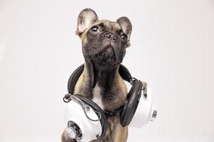 schattig huisdier Frans bulldog puppy vervelend hoofdtelefoons foto