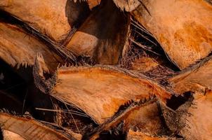 houtstructuur close-up foto