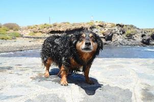 nat hond beven uit water foto