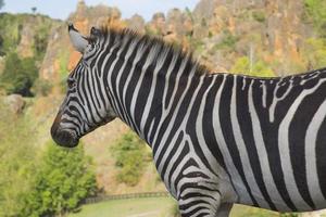 een zebra staat alleen in een veld- foto