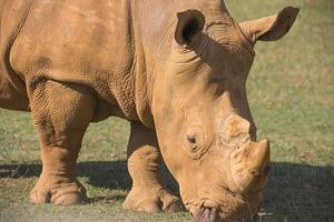 volwassen neushoorn Aan grasland foto