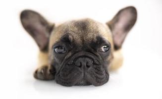 schattig huisdier Frans bulldog puppy tegen een wit achtergrond foto