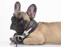 schattig huisdier Frans bulldog puppy vervelend hoofdtelefoons foto