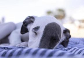 een schattig whippet hond foto