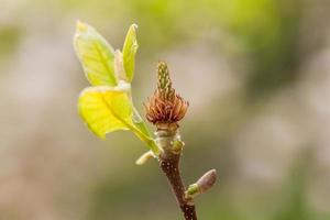 macro bloeiend magnolia Aan een detailopname Afdeling foto