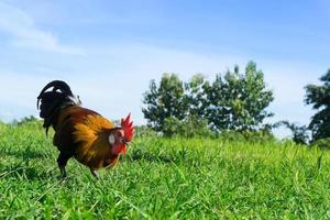 mooi haan pik Aan natuur achtergrond, boerderij dieren foto