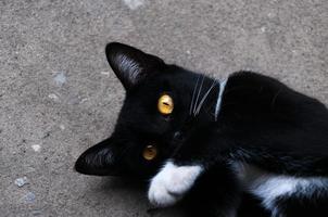 Bombay zwart kat geel oog kom tot rust Aan verdieping foto