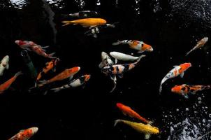 koi zwemmen in een water tuin, kleurrijk koi vis, details van kleurrijk Japans karper vis zwemmen in vijver foto