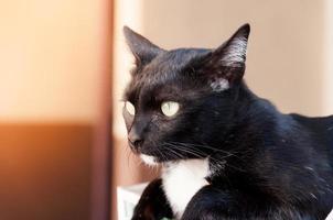 zwart kat met groen ogen foto