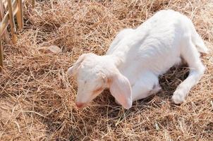 wit geiten in boerderij, schat geit in een boerderij foto