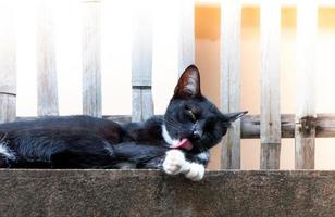 zwart kat zitten en likken haar been Aan hek ,dier portret zwart katje foto