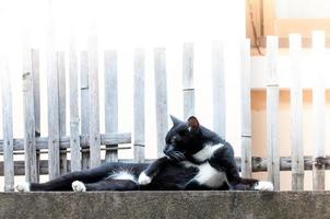 zwart kat ontspannende Aan hek ,dier portret zwart katje foto