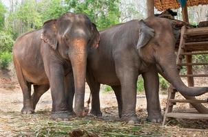 Aziatisch olifant in beschermde natuur park in de buurt Chiang mei, noordelijk Thailand foto