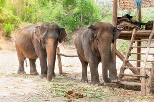 Aziatisch olifant in beschermde natuur park in de buurt Chiang mei, noordelijk Thailand foto