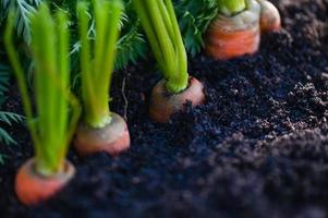 wortels groeit in de bodem biologisch boerderij wortel Aan grond , vers wortels groeit in wortel veld- groente groeit in de tuin oogst agrarisch Product natuur foto