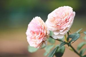 roze roos bloemen bloesem in de tuin, roos bloemen in zomer foto