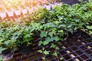 gemeenschappelijk klimop fabriek toenemen Aan pot in serre, Europese klimop, Engels klimop of groen klimop hedera schroef - boom sier- fabriek verminderen koolstof foto