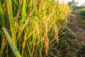 close-up van rijstplanten foto