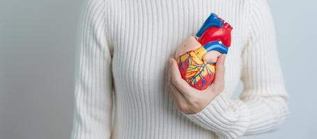 vrouw Holding menselijk hart model. cardiovasculair ziekten, aderverkalking, hypertensief hart, valvulaire hart, aortopulmonaal venster, wereld hart dag en Gezondheid concept foto