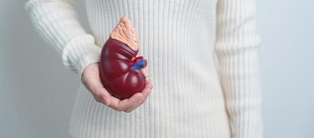 vrouw Holding anatomisch menselijk nier bijnier klier model. ziekte van urine- systeem en stenen, kanker, wereld nier dag, chronisch nier en orgaan schenker dag concept foto