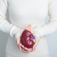 vrouw Holding anatomisch menselijk nier bijnier klier model. ziekte van urine- systeem en stenen, kanker, wereld nier dag, chronisch nier en orgaan schenker dag concept foto