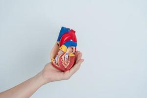 vrouw Holding menselijk hart model. cardiovasculair ziekten, aderverkalking, hypertensief hart, valvulaire hart, aortopulmonaal venster, wereld hart dag en Gezondheid concept foto