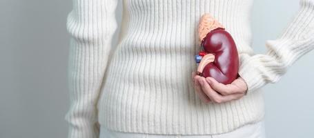 vrouw Holding anatomisch menselijk nier bijnier klier model. ziekte van urine- systeem en stenen, kanker, wereld nier dag, chronisch nier en orgaan schenker dag concept foto