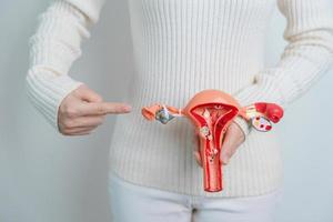 vrouw Holding baarmoeder en eierstokken model. eierstok en cervicaal kanker, baarmoederhals wanorde, endometriose, hysterectomie, baarmoeder vleesbomen, voortplantings- systeem en zwangerschap concept foto