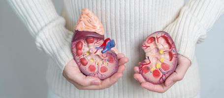 vrouw Holding anatomisch menselijk nier bijnier klier model. ziekte van urine- systeem en stenen, kanker, wereld nier dag, chronisch nier en orgaan schenker dag concept foto