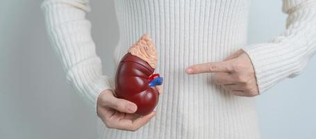 vrouw Holding anatomisch menselijk nier bijnier klier model. ziekte van urine- systeem en stenen, kanker, wereld nier dag, chronisch nier en orgaan schenker dag concept foto