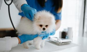 pommeren hond krijgen injectie met vaccin gedurende afspraak in een veterinair kliniek foto