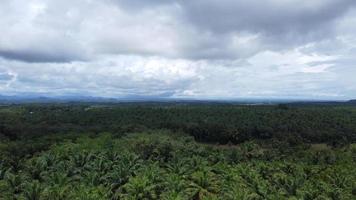 dar visie van de landschap van een mooi groen gekleurde olie palm boom plantage, middag in Indonesië foto