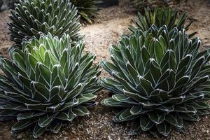 agave Victoria aanplant en toenemen in woestijn kas foto