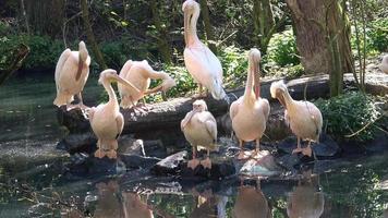 groep van wit pelikanen resting Aan de rand van de meer foto