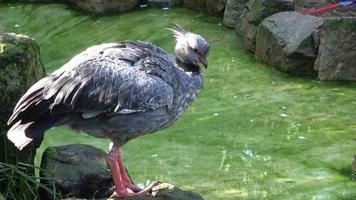 noordelijk schreeuwer chauna chavaria, portret van groot grond vogel foto